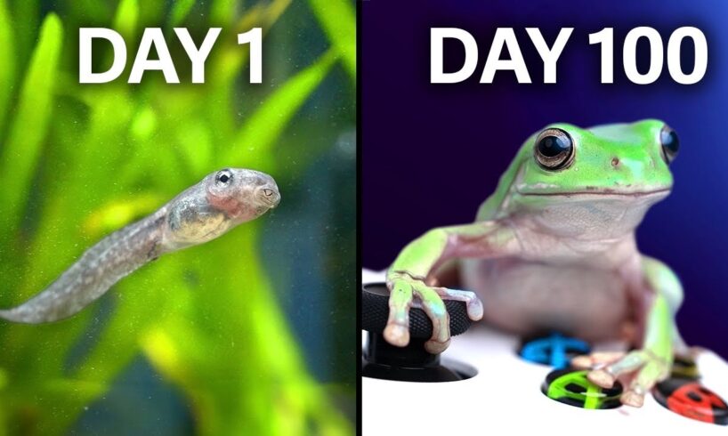 Raising Frogs to Play Videogames!