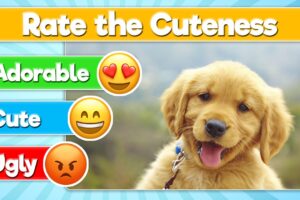 Rate the Cutest Dog | Dog Breed Tier List