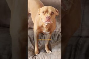 Rescue Pittie Has Fostered Over 200 Animals 💜 | The Dodo