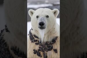 Rescue Team Saves Polar Bear Covered in Harmful Barnacles!