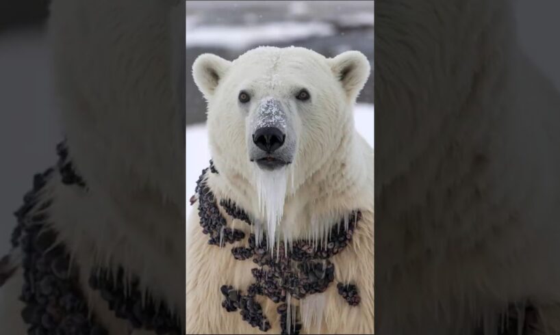 Rescue Team Saves Polar Bear Covered in Harmful Barnacles!