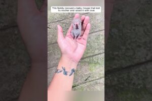 Rescue a baby mouse #animalshorts #shortvideo #animalrescue