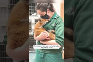 Rescue a trapped fox, and then #animalshorts #shortvideo #animalrescue