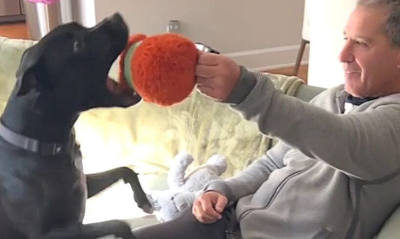 Rescue dog lights up when grandpa brings a toy