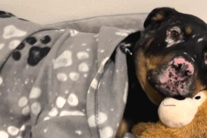 Rescue dog snuggles with toy for comfort