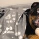 Rescue dog snuggles with toy for comfort