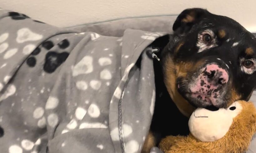 Rescue dog snuggles with toy for comfort