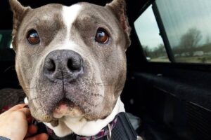 Rescued Pit Bull Talks to Her Mom All Day Long