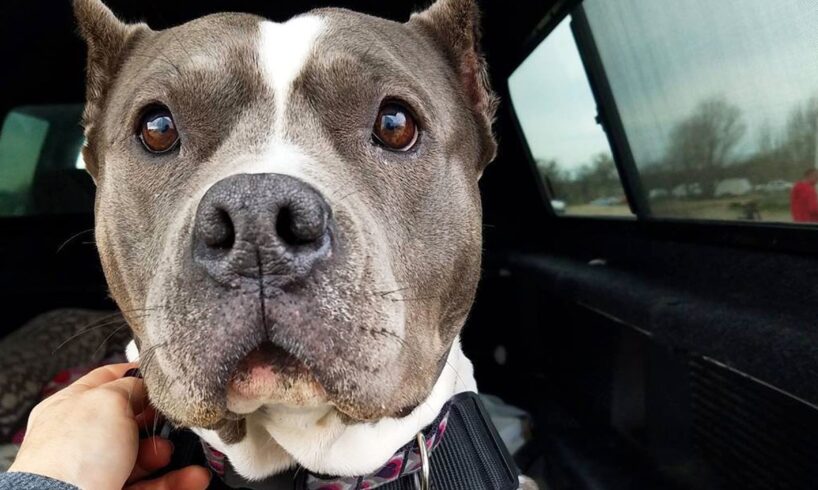 Rescued Pit Bull Talks to Her Mom All Day Long