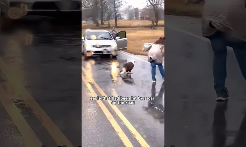 Rescued eagle #shortvideo #animals #pet #shorts #cute #eagle #birds