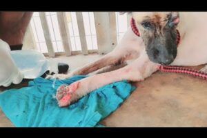 Rescued homeless dog full Video(Part2)