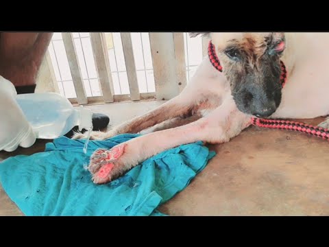 Rescued homeless dog full Video(Part2)