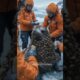 Rescuers team cleaning barnacles and saved life #animals