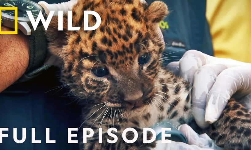 Reuniting a Leopard Cub with its Mother (Full Episode) | Jungle Animal Rescue