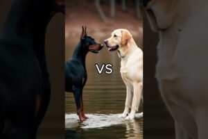 Rottweiler Puppy vs Pitbull puppy ( German Shepherd, Husky, Doberman, labrador retriever, Pointer).