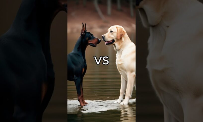 Rottweiler Puppy vs Pitbull puppy ( German Shepherd, Husky, Doberman, labrador retriever, Pointer).