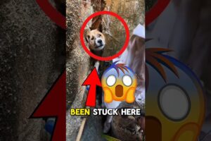 STUCK FOR 2 DAYS! 🐶😱 Watch This Miraculous Dog Rescue! #dog #shorts #fypシ゚