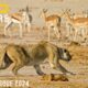 SURVIVAL ON THE SAVANNAH | Speed Determines Survival | Animal documentary