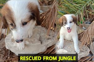 Saving Cute Puppies: Watch This Sweet Rescues Unfold / Abandoned Puppies Rescue From Jungle