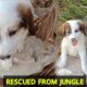 Saving Cute Puppies: Watch This Sweet Rescues Unfold / Abandoned Puppies Rescue From Jungle