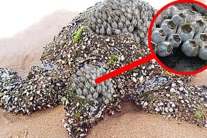 Sea Turtle Survival: Barnacle Removal and Recovery Stories | Animal rescue compilation