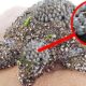 Sea Turtle Survival: Barnacle Removal and Recovery Stories | Animal rescue compilation