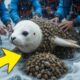 Seal cub rescued from Million Of Barnacles #barnacles #sealcub #polarbear#rescueanimals #wildlife