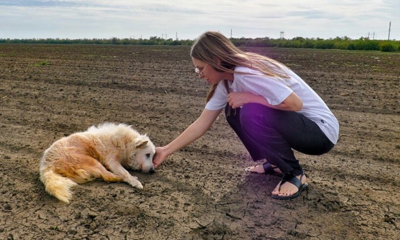 Senior Dog Tries to Find his Way Home After Being Abandoned Until He Got Exhausted