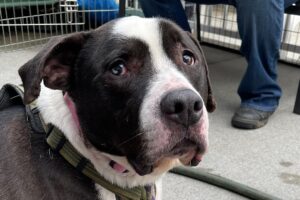 Shelter puppy turns senior waiting for a home