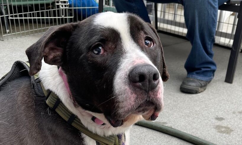 Shelter puppy turns senior waiting for a home