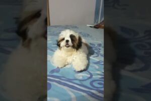 Shih tzu puppy barking 🐶 #shorts #shihtzu