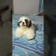 Shih tzu puppy barking 🐶 #shorts #shihtzu