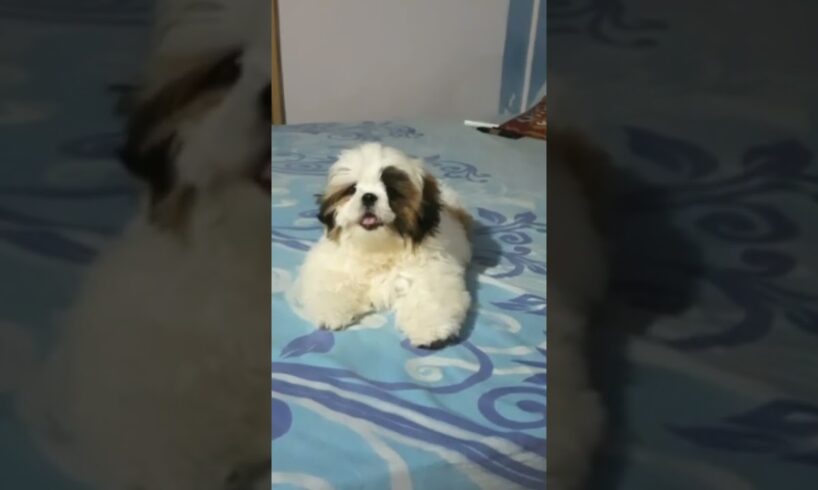 Shih tzu puppy barking 🐶 #shorts #shihtzu