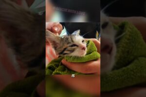 Shivering Kitten Saved 🐾 #rescueanimals #animals #animalsoftiktok