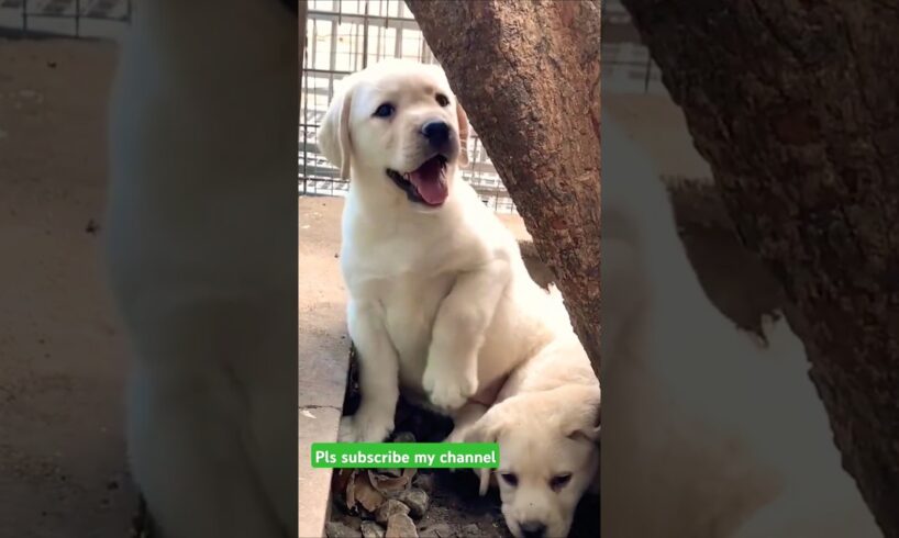 So cute puppies😍 😍😘😘 #cute #doglover #beautiful#puppy#love #youtubeshorts #shorts #youtube #trending