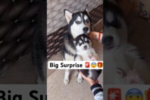 Something Wrong 🚨 with husky puppy  #loveya #dog #trendingsongs #husky #loveya #shorts ￼