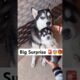 Something Wrong 🚨 with husky puppy  #loveya #dog #trendingsongs #husky #loveya #shorts ￼