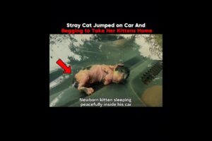 Stray Cat Jumped on Car And Begging to Take Her Kittens Home 😓#shorts #cat #animals