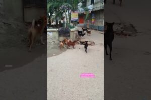 Street dogs fighting over food. #stray #dogs #fighting #crazydogs #naturalshorts #shorts #dogshorts