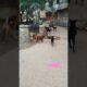 Street dogs fighting over food. #stray #dogs #fighting #crazydogs #naturalshorts #shorts #dogshorts