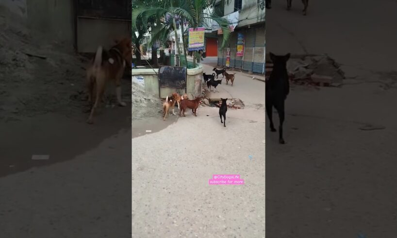 Street dogs fighting over food. #stray #dogs #fighting #crazydogs #naturalshorts #shorts #dogshorts