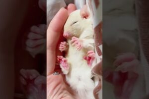 Sugar glider rescued from a rainstorm #shorts #sugarglider #animals #cute #heartwarming