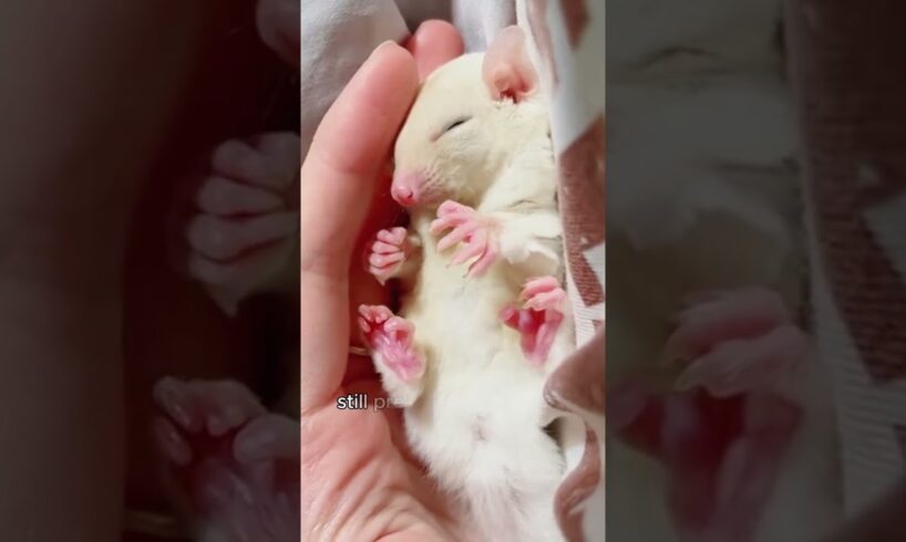 Sugar glider rescued from a rainstorm #shorts #sugarglider #animals #cute #heartwarming