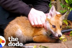 Tangled Baby Fox Calms Down For His Rescuer | The Dodo