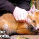 Tangled Baby Fox Calms Down For His Rescuer | The Dodo