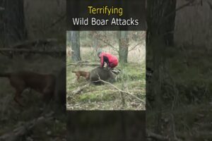 Terrifying Wild Boar Attacks