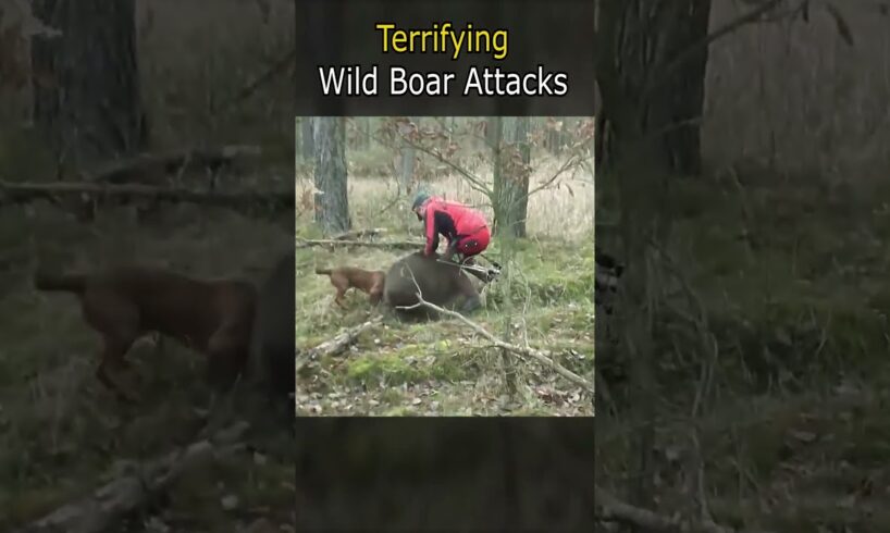 Terrifying Wild Boar Attacks