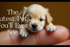 The Cutest Puppies You've Ever Seen #cute #doglover  #CuteAnimals #cutecat  #cutedog