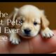 The Cutest Puppies You've Ever Seen #cute #doglover  #CuteAnimals #cutecat  #cutedog