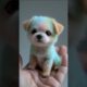 The Cutest Puppies You've Ever Seen #shorts #viral